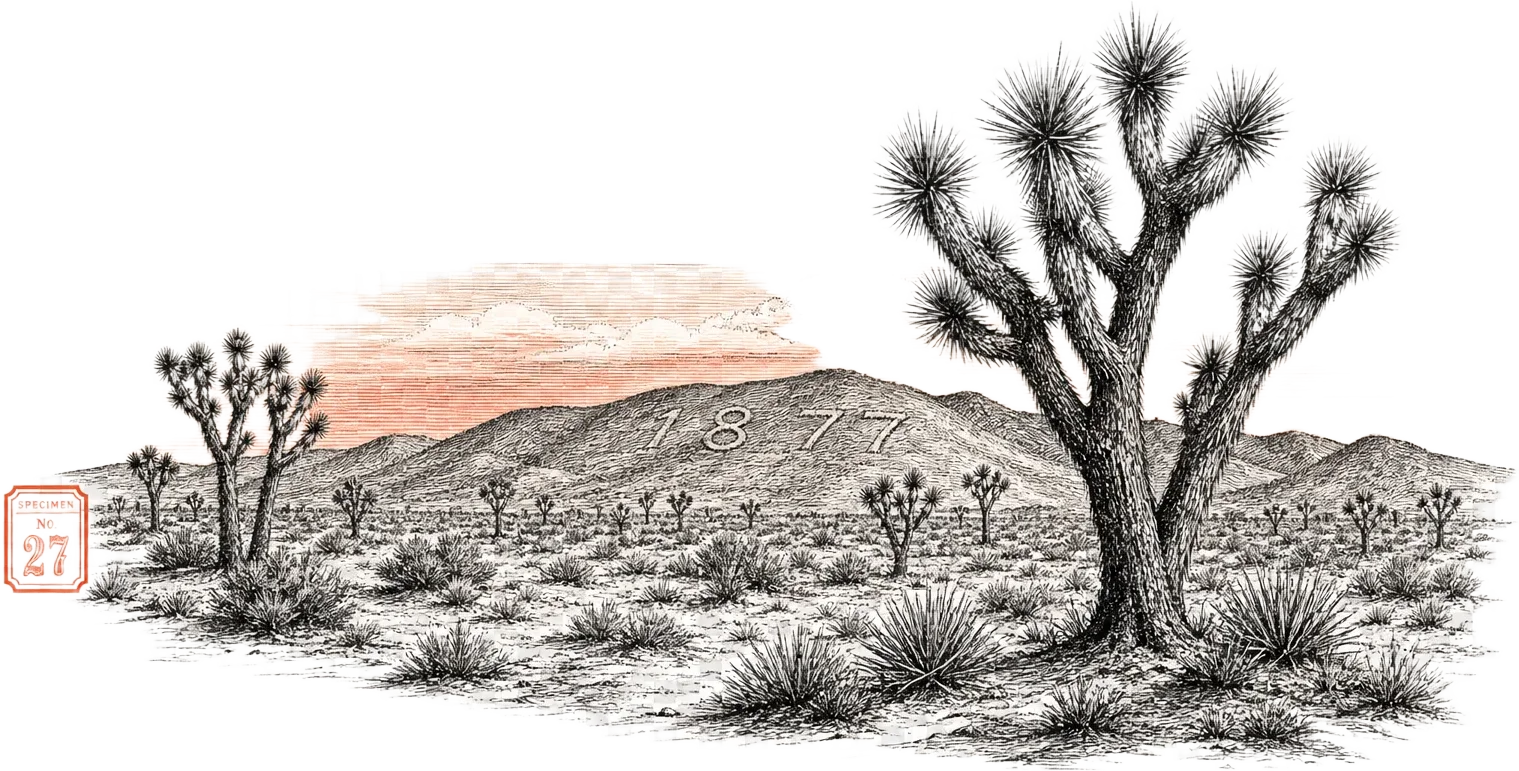 Wide ink-etched desert plain with Joshua trees, engraved numerals and a red specimen marker